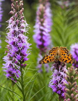 Liatris spicata