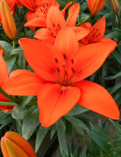 Lilium Orange Ton