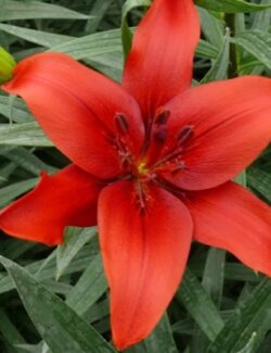 Lilium Red County