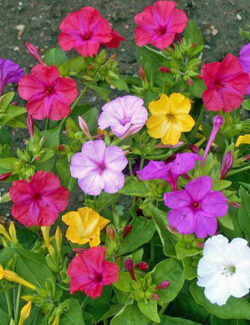 Mirabilis Jalapa