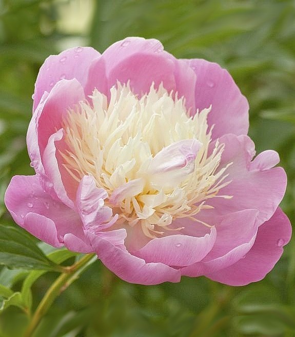 Paeonia Bowl of Beauty