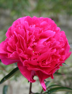 Paeonia Karl Rosenfield