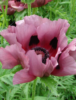 Poppy Patty's Plum