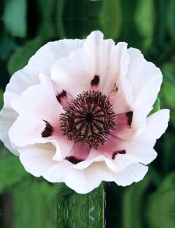 Oriental Poppy Perry's White