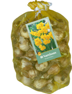 80 Organic Narcissus Yellow Netlon 10/12