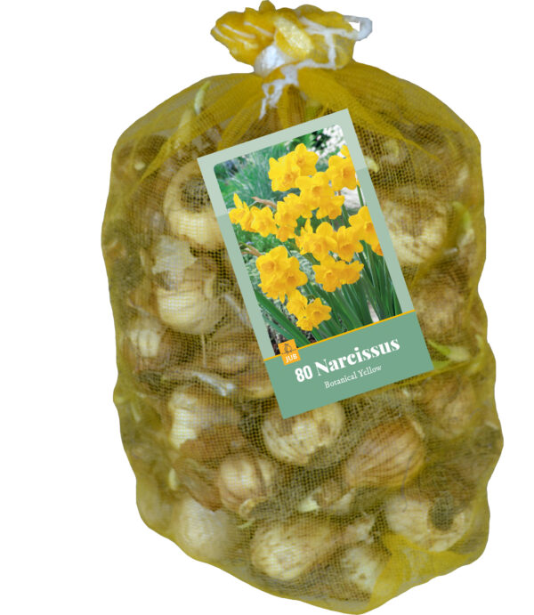 80 Organic Narcissus Yellow Netlon 10/12
