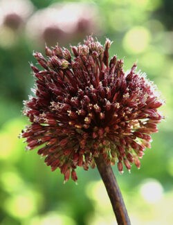 Allium Red Mohican