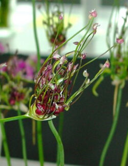Allium scorodoprasum Art