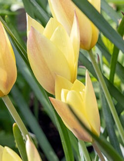 Botanical Tulip Honky Tonk
