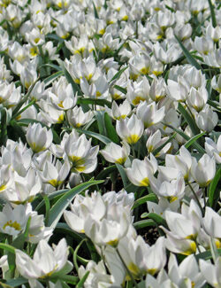 Botanical Tulip Polychroma
