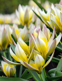 Botanical Tulip tarda