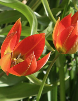 Botanical Tulip whittallii