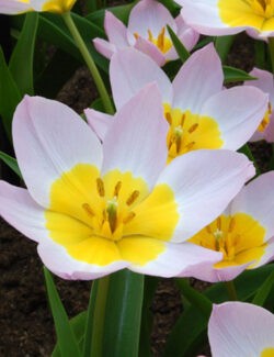 Botanical Tulip bakeri Lilac Wonder