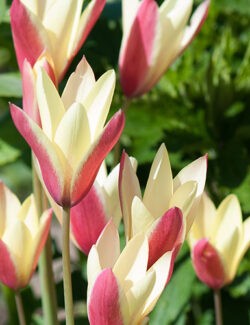 Botanical Tulip clusiana Cynthia