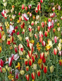 Botanical Tulip clusiana Mix