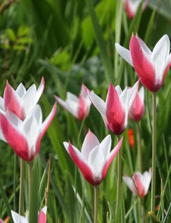 Botanical Tulip clusiana Peppermint Stick