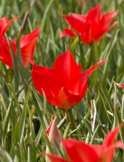 Botanical Tulip linifolia