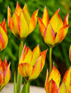 Botanical Tulip orphanidea flava