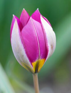 Botanical Tulip pulchella Persian Pearl