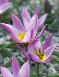 Botanical Tulip pulchella humilis