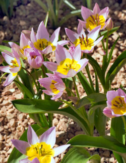 Botanical Tulip saxatilis