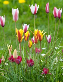 Botanical Tulip Mix