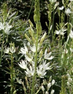 Camassia leichtlinii Alba