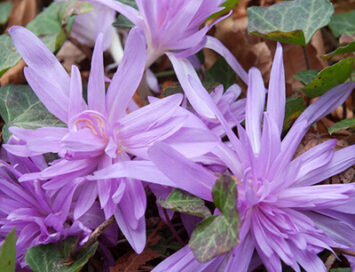 Colchicum