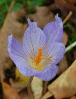 Species Crocus sativus