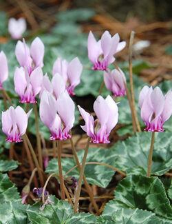 Cyclamen hederifolium