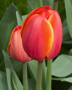 Darwin Hybrid Tulip Ad Rem