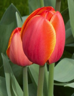 Darwin Hybrid Tulip Ad Rem