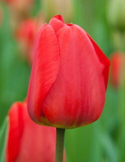 Darwin Hybrid Tulip Apeldoorn
