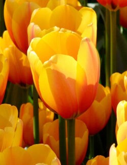 Darwin Hybrid Tulip Apeldoorn's Elite