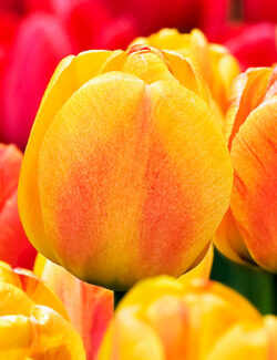 Darwin Hybrid Tulip Beauty of Apeldoorn