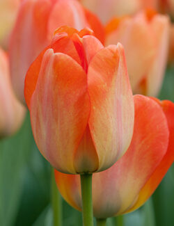 Darwin Hybrid Tulip Daydream
