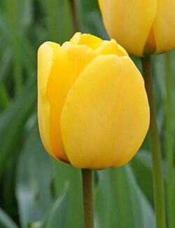 Darwin Hybrid Tulip Golden Oxford