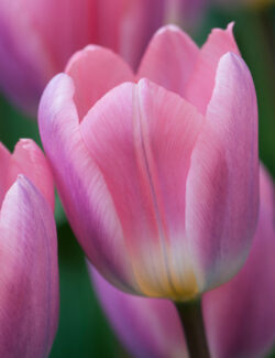 Darwin Hybrid Tulip Light and Dreamy