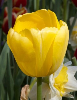 Darwin Hybrid Tulip Novi Sun