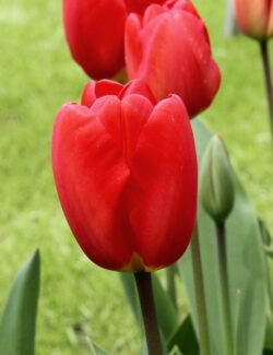 Darwin Hybrid Tulip Oxford