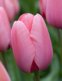 Darwin Hybrid Tulip Pink Impression