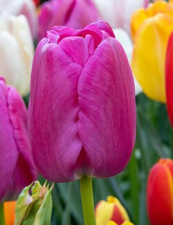 Darwin Hybrid Tulip Purple Pride