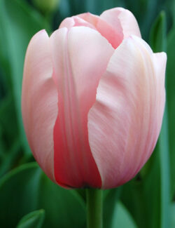 Darwin Hybrid Tulip Salmon Impression