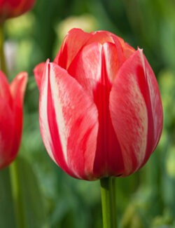 Darwin Hybrid Tulip Spryng Break