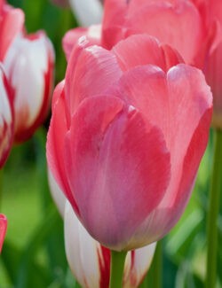 Triumph Tulip van Eijk