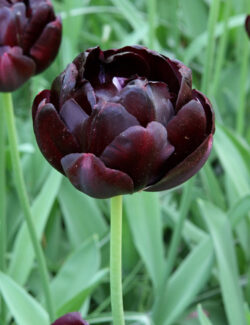 Double Late Tulip Black Hero