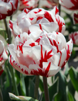 Double Late Tulip Carnaval de Nice