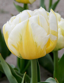 Double Late Tulip Flaming Evita