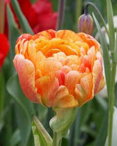 Double Late Tulip Gudoshnik Double