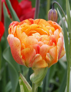 Double Late Tulip Gudoshnik Double